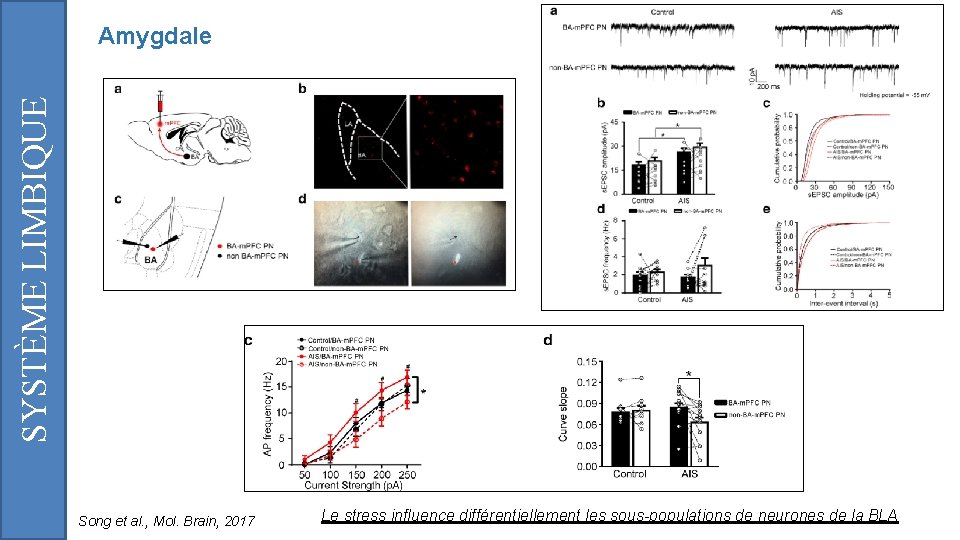 SYSTÈME LIMBIQUE Amygdale Song et al. , Mol. Brain, 2017 Le stress influence différentiellement