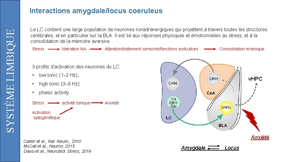 SYSTÈME LIMBIQUE Interactions amygdale/locus coeruleus Le LC contient une large population de neurones noradrénergiques