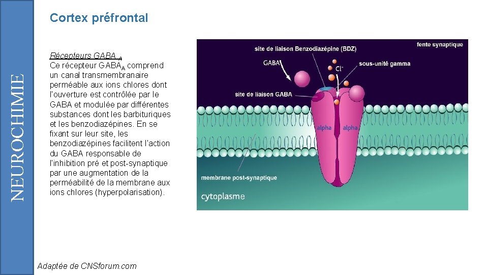 NEUROCHIMIE Cortex préfrontal Récepteurs GABA A Ce récepteur GABAA comprend un canal transmembranaire perméable