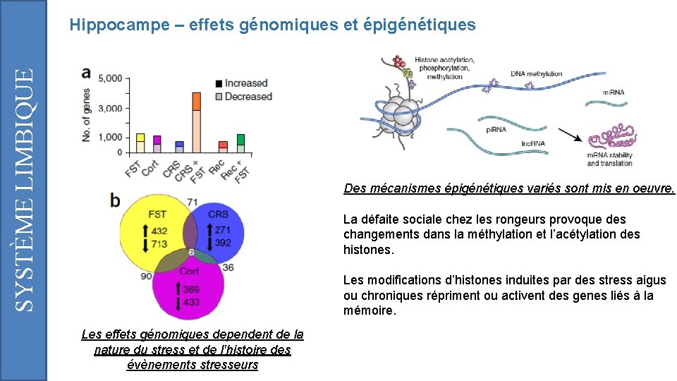 SYSTÈME LIMBIQUE Hippocampe – effets génomiques et épigénétiques Des mécanismes épigénétiques variés sont mis