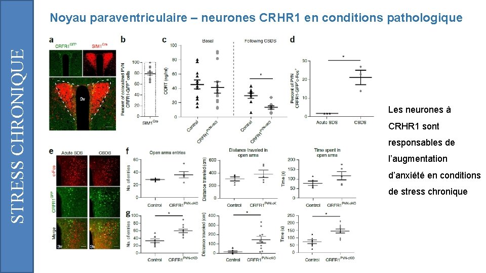 STRESS CHRONIQUE Noyau paraventriculaire – neurones CRHR 1 en conditions pathologique Les neurones à