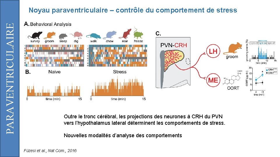 PARAVENTRICULAIRE Noyau paraventriculaire – contrôle du comportement de stress Outre le tronc cérébral, les