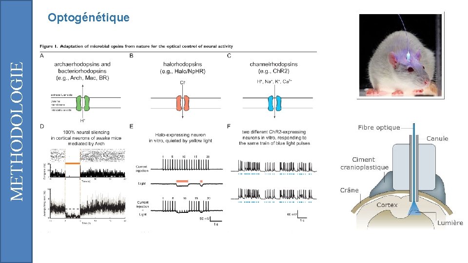 METHODOLOGIE Optogénétique 