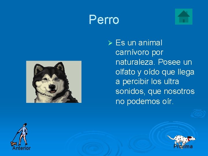 Perro Ø Anterior Es un animal carnívoro por naturaleza. Posee un olfato y oído