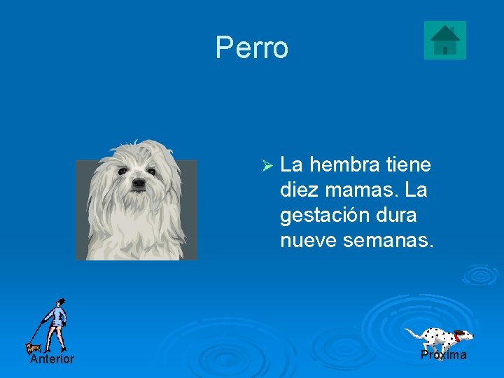 Perro Ø La hembra tiene diez mamas. La gestación dura nueve semanas. Anterior Próxima