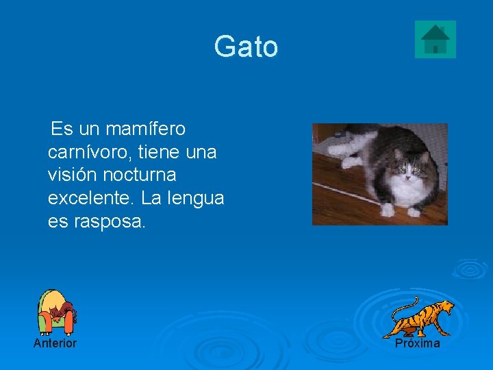 Gato Es un mamífero carnívoro, tiene una visión nocturna excelente. La lengua es rasposa.