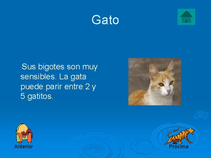 Gato Sus bigotes son muy sensibles. La gata puede parir entre 2 y 5