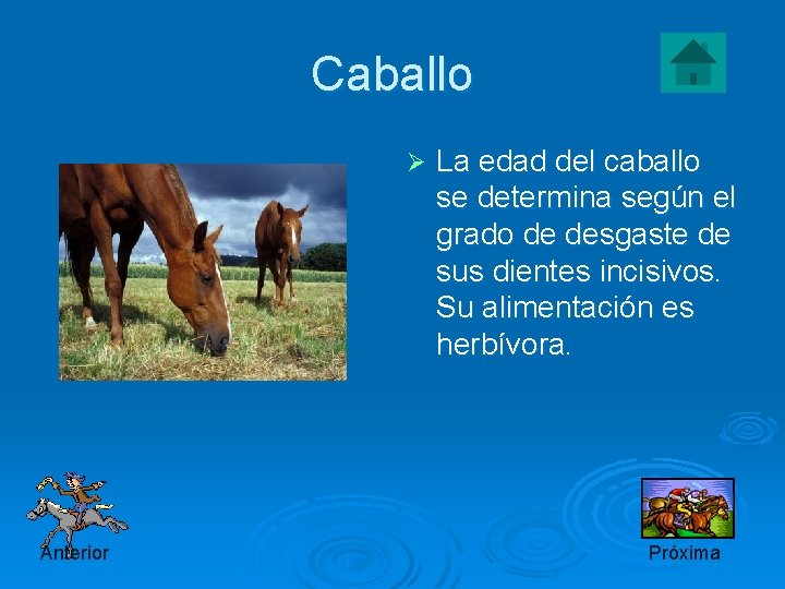 Caballo Ø Anterior La edad del caballo se determina según el grado de desgaste