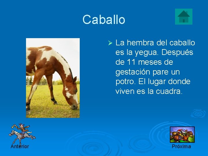 Caballo Ø Anterior La hembra del caballo es la yegua. Después de 11 meses