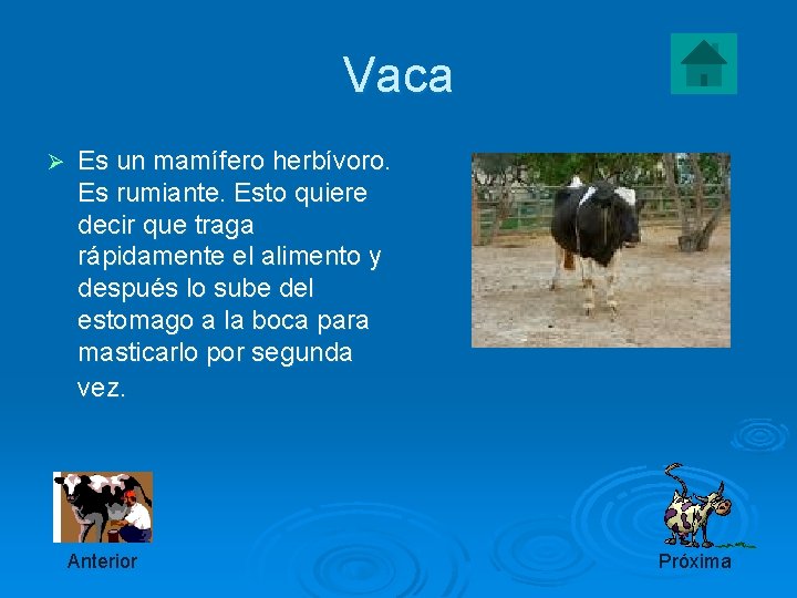 Vaca Ø Es un mamífero herbívoro. Es rumiante. Esto quiere decir que traga rápidamente