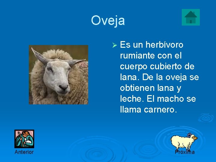 Oveja Ø Es un herbívoro rumiante con el cuerpo cubierto de lana. De la