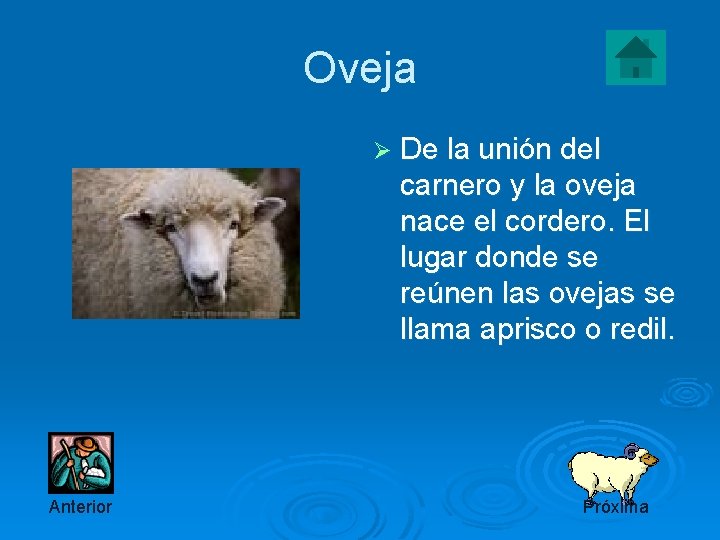 Oveja Ø De la unión del carnero y la oveja nace el cordero. El