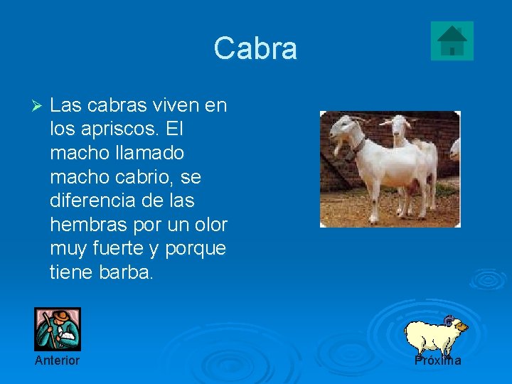 Cabra Ø Las cabras viven en los apriscos. El macho llamado macho cabrio, se