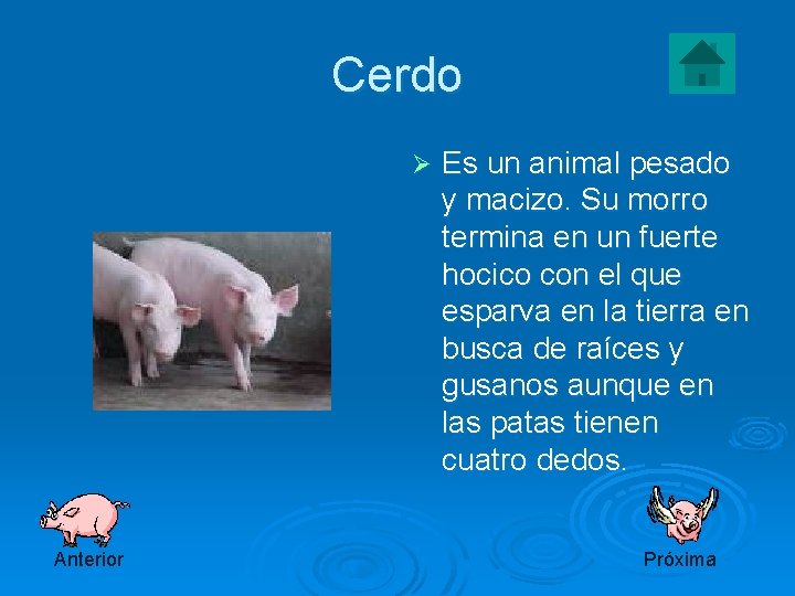 Cerdo Ø Anterior Es un animal pesado y macizo. Su morro termina en un