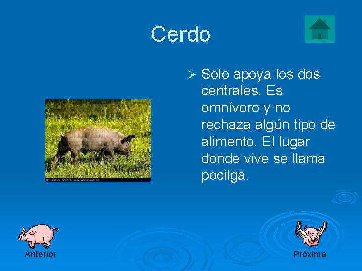 Cerdo Ø Anterior Solo apoya los dos centrales. Es omnívoro y no rechaza algún