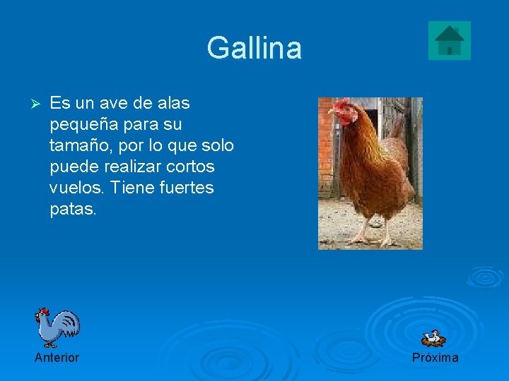 Gallina Ø Es un ave de alas pequeña para su tamaño, por lo que