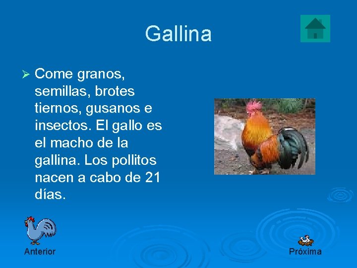 Gallina Ø Come granos, semillas, brotes tiernos, gusanos e insectos. El gallo es el