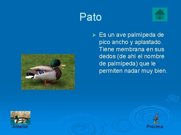 Pato Ø Anterior Es un ave palmípeda de pico ancho y aplastado. Tiene membrana