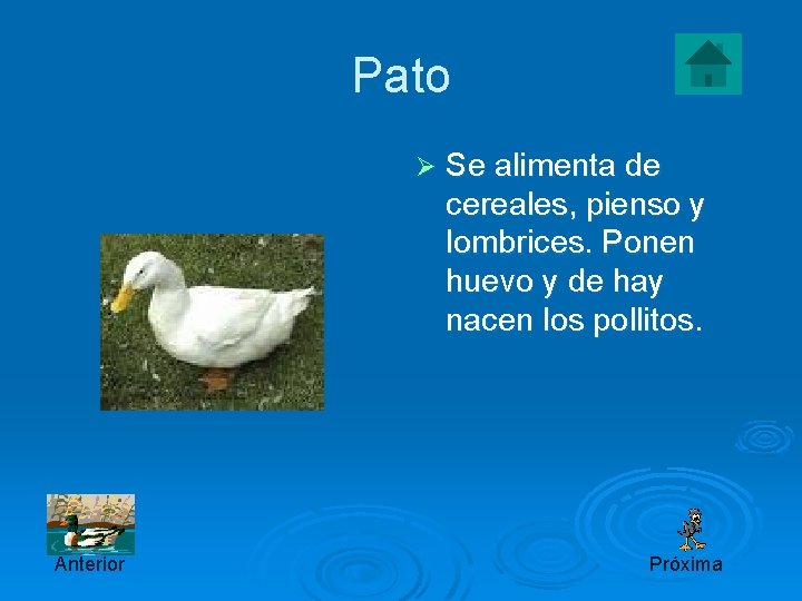 Pato Ø Anterior Se alimenta de cereales, pienso y lombrices. Ponen huevo y de