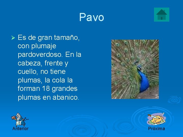 Pavo Ø Es de gran tamaño, con plumaje pardoverdoso. En la cabeza, frente y