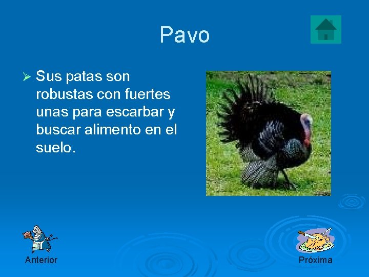 Pavo Ø Sus patas son robustas con fuertes unas para escarbar y buscar alimento