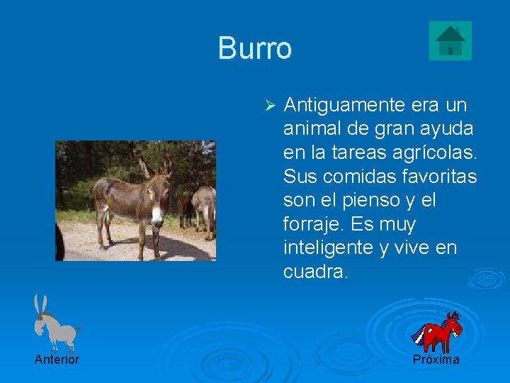 Burro Ø Anterior Antiguamente era un animal de gran ayuda en la tareas agrícolas.