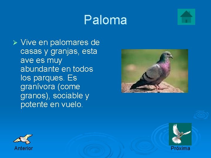 Paloma Ø Vive en palomares de casas y granjas, esta ave es muy abundante