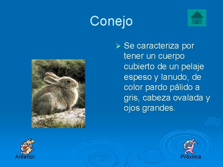 Conejo Ø Anterior Se caracteriza por tener un cuerpo cubierto de un pelaje espeso