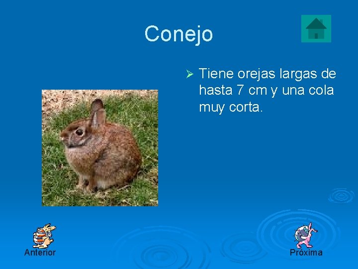 Conejo Ø Anterior Tiene orejas largas de hasta 7 cm y una cola muy