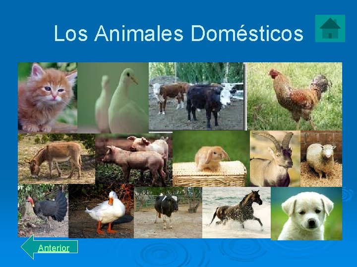 Los Animales Domésticos Anterior 