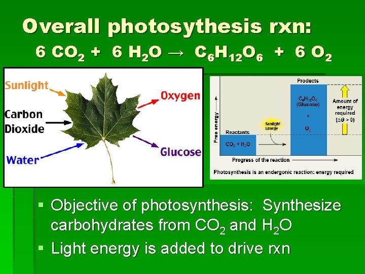 Overall photosythesis rxn: 6 CO 2 + 6 H 2 O → C 6