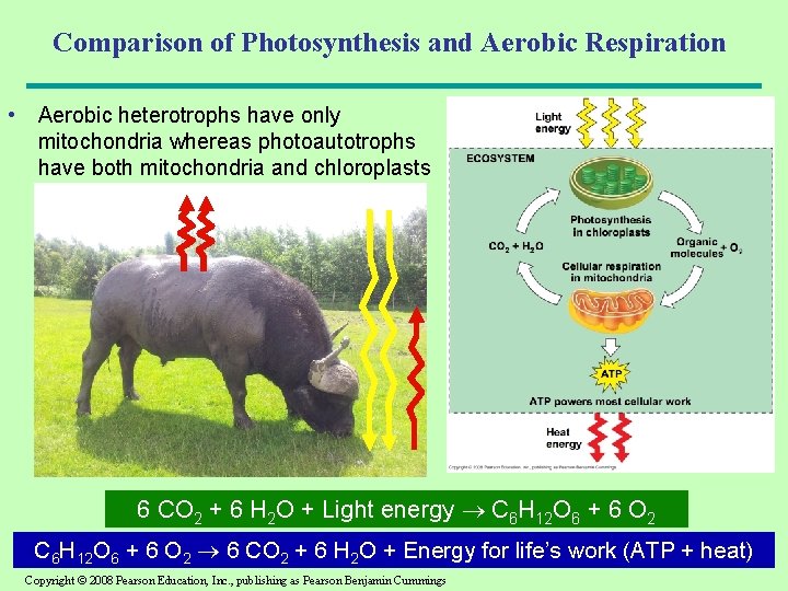 Comparison of Photosynthesis and Aerobic Respiration • Aerobic heterotrophs have only mitochondria whereas photoautotrophs