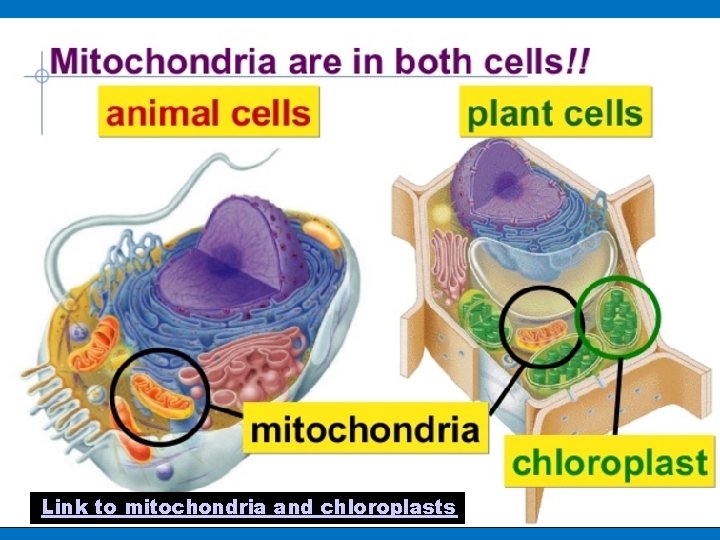 Link to mitochondria and chloroplasts 
