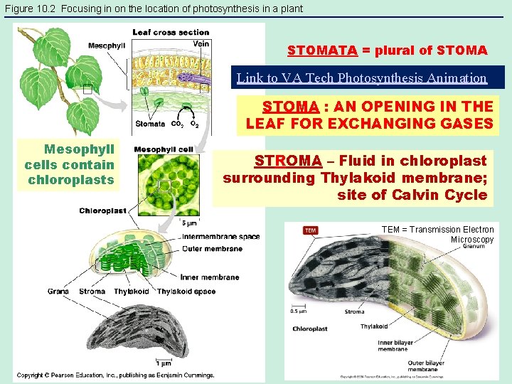 Figure 10. 2 Focusing in on the location of photosynthesis in a plant STOMATA