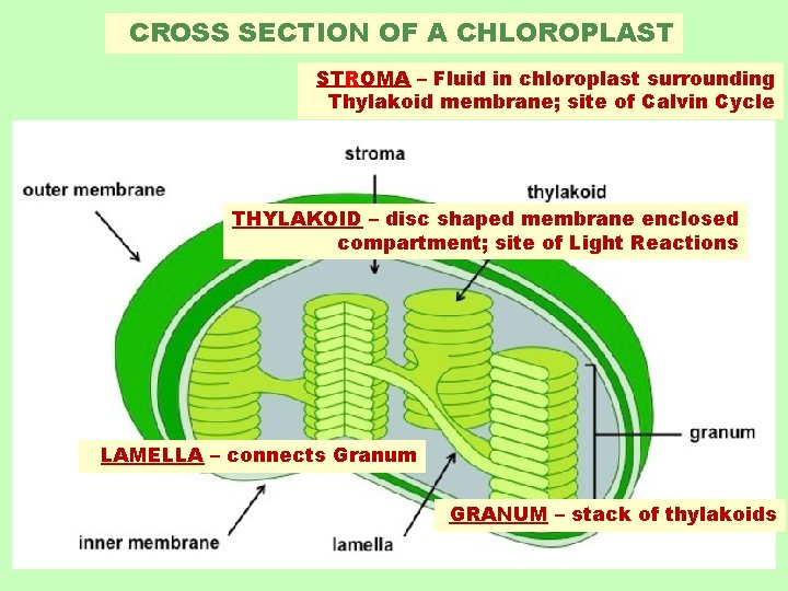 CROSS SECTION OF A CHLOROPLAST STROMA – Fluid in chloroplast surrounding Thylakoid membrane; site