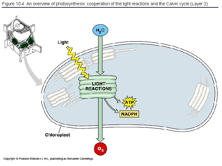 Figure 10. 4 An overview of photosynthesis: cooperation of the light reactions and the