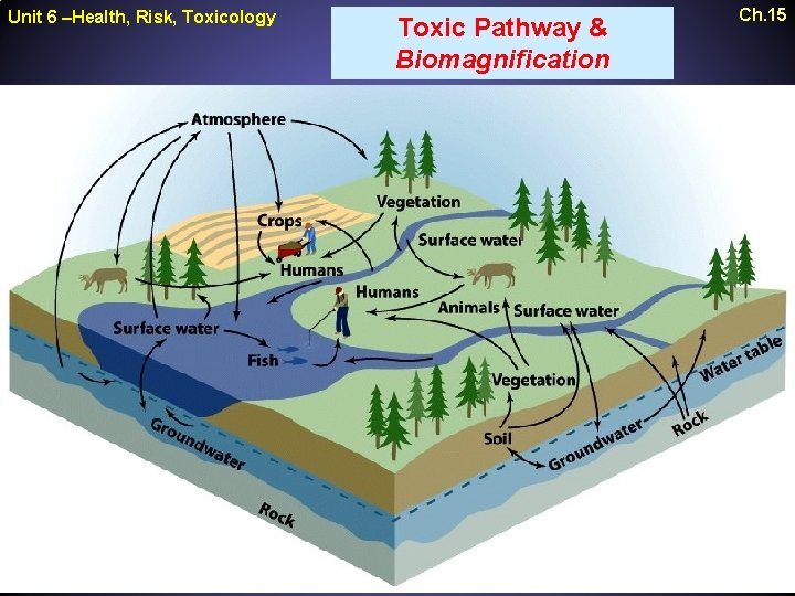 Unit 6 –Health, Risk, Toxicology Toxic Pathway & Biomagnification Ch. 15 