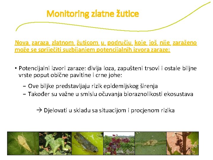 Monitoring zlatne žutice Nova zaraza zlatnom žuticom u području koje još nije zaraženo može