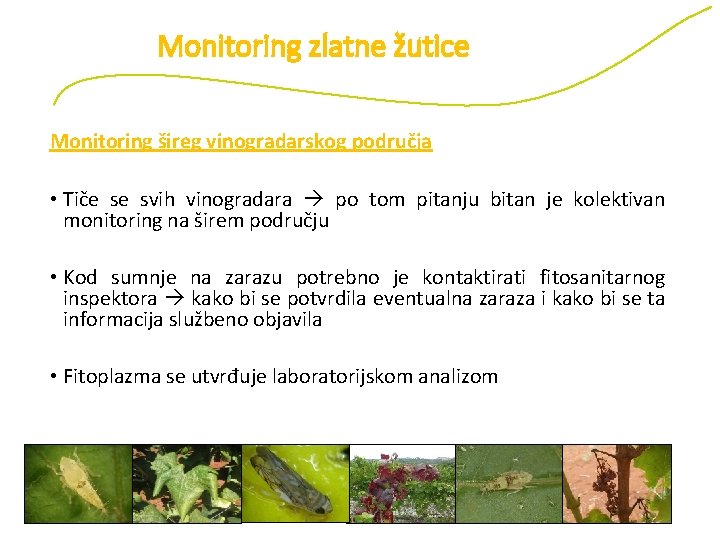 Monitoring zlatne žutice Monitoring šireg vinogradarskog područja • Tiče se svih vinogradara po tom
