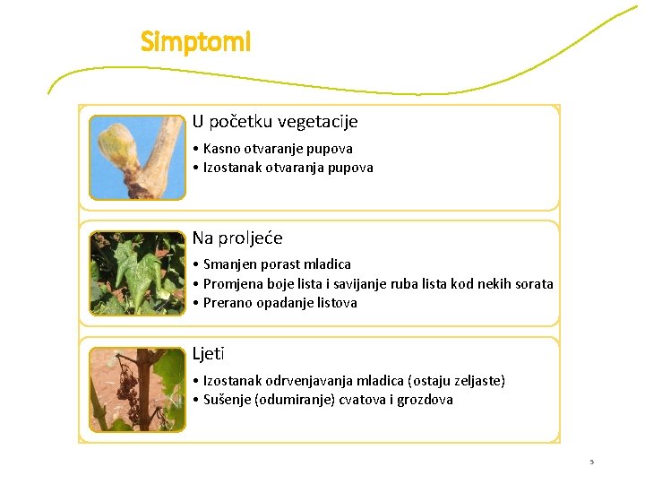 Simptomi U početku vegetacije • Kasno otvaranje pupova • Izostanak otvaranja pupova Na proljeće