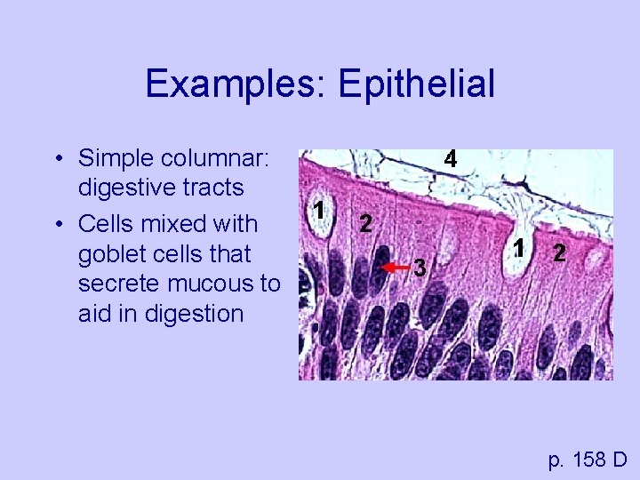 Examples: Epithelial • Simple columnar: digestive tracts • Cells mixed with goblet cells that