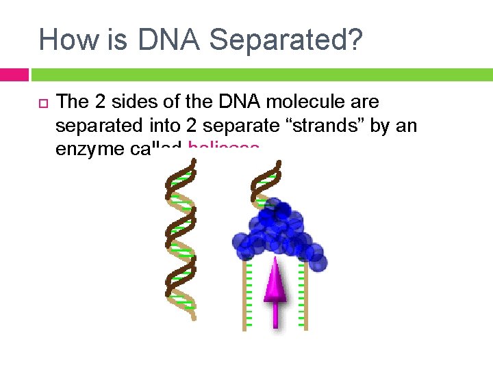 How is DNA Separated? The 2 sides of the DNA molecule are separated into