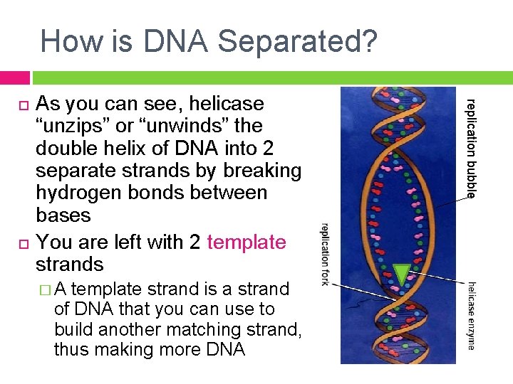 How is DNA Separated? As you can see, helicase “unzips” or “unwinds” the double