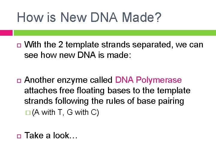 How is New DNA Made? With the 2 template strands separated, we can see