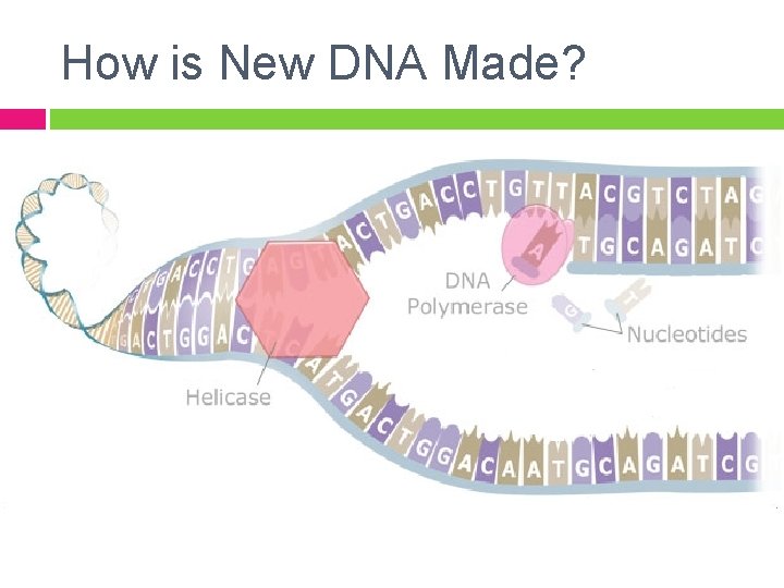 How is New DNA Made? 
