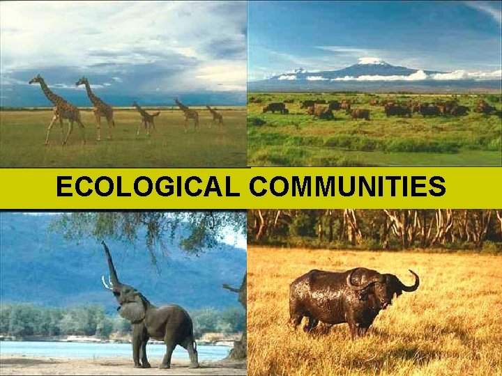 Example Of Community In Ecology ECOLOGICAL COMMUNITIES Community Structure Spatial Distribution Species ...