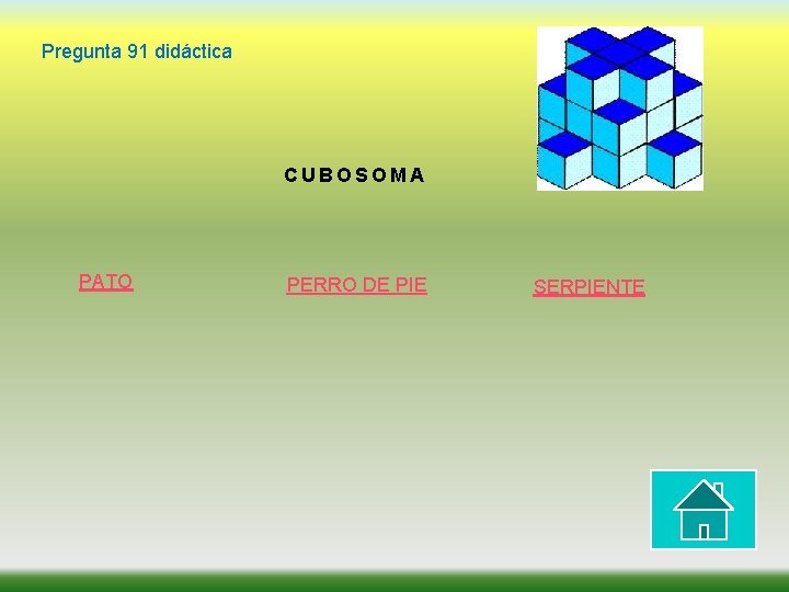 Pregunta 91 didáctica CUBOSOMA PATO PERRO DE PIE SERPIENTE 