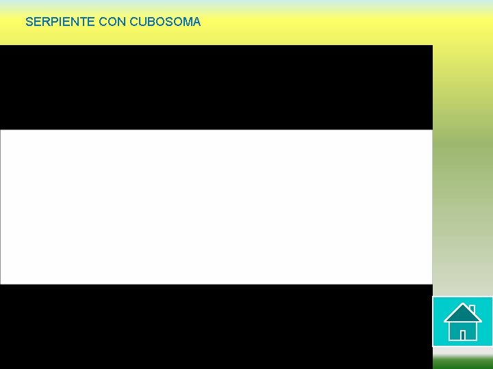 SERPIENTE CON CUBOSOMA 