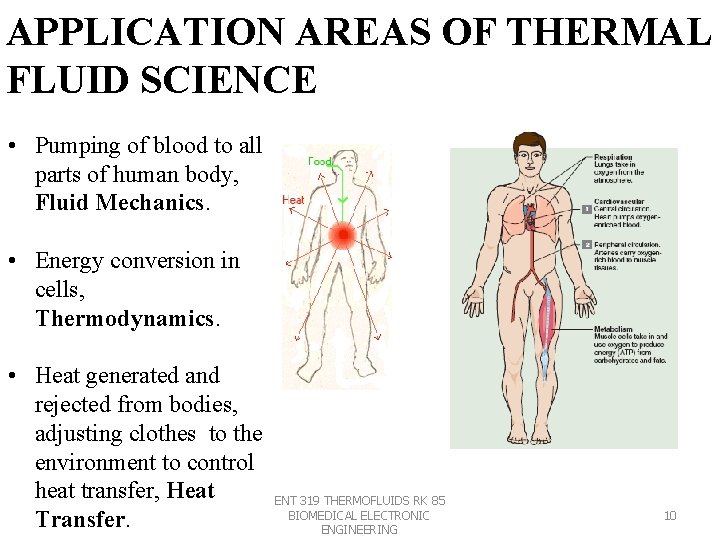 APPLICATION AREAS OF THERMAL FLUID SCIENCE • Pumping of blood to all parts of APPLICATION AREAS OF THERMAL FLUID SCIENCE • Pumping of blood to all parts of