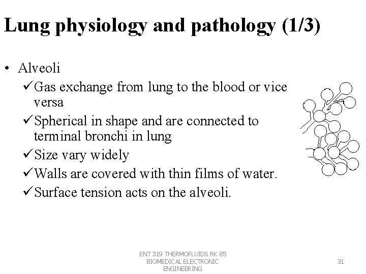 Lung physiology and pathology (1/3) • Alveoli üGas exchange from lung to the blood